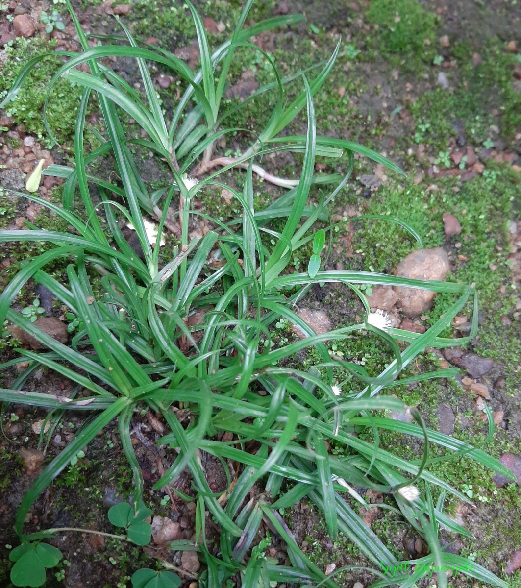 Cyperus mindorensis (Steud.) Huygh